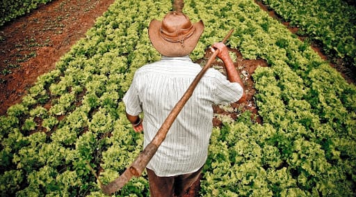 Agricultores de Camaçari receberão certificação de produção orgânica